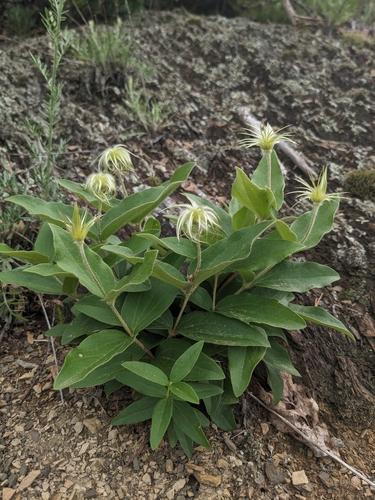 Virginia White-hair Leather-flower (Clematis coactilis)
