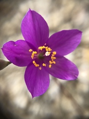 Phemeranthus calcaricus