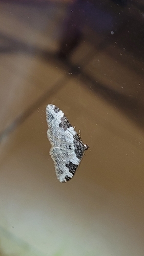 Xanthorhoe fluctuata
