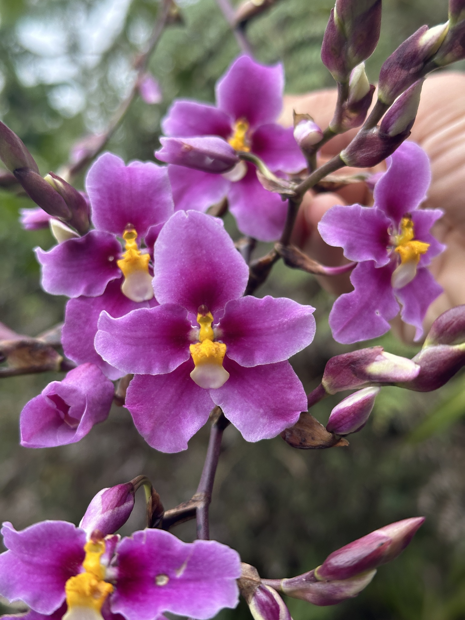 Cyrtochilum violaceum Dalström