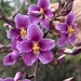 Cyrtochilum violaceum - Photo (c) Riley Fortier, some rights reserved (CC BY-NC), uploaded by Riley Fortier