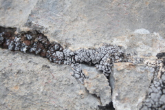 Placopyrenium caeruleopulvinum