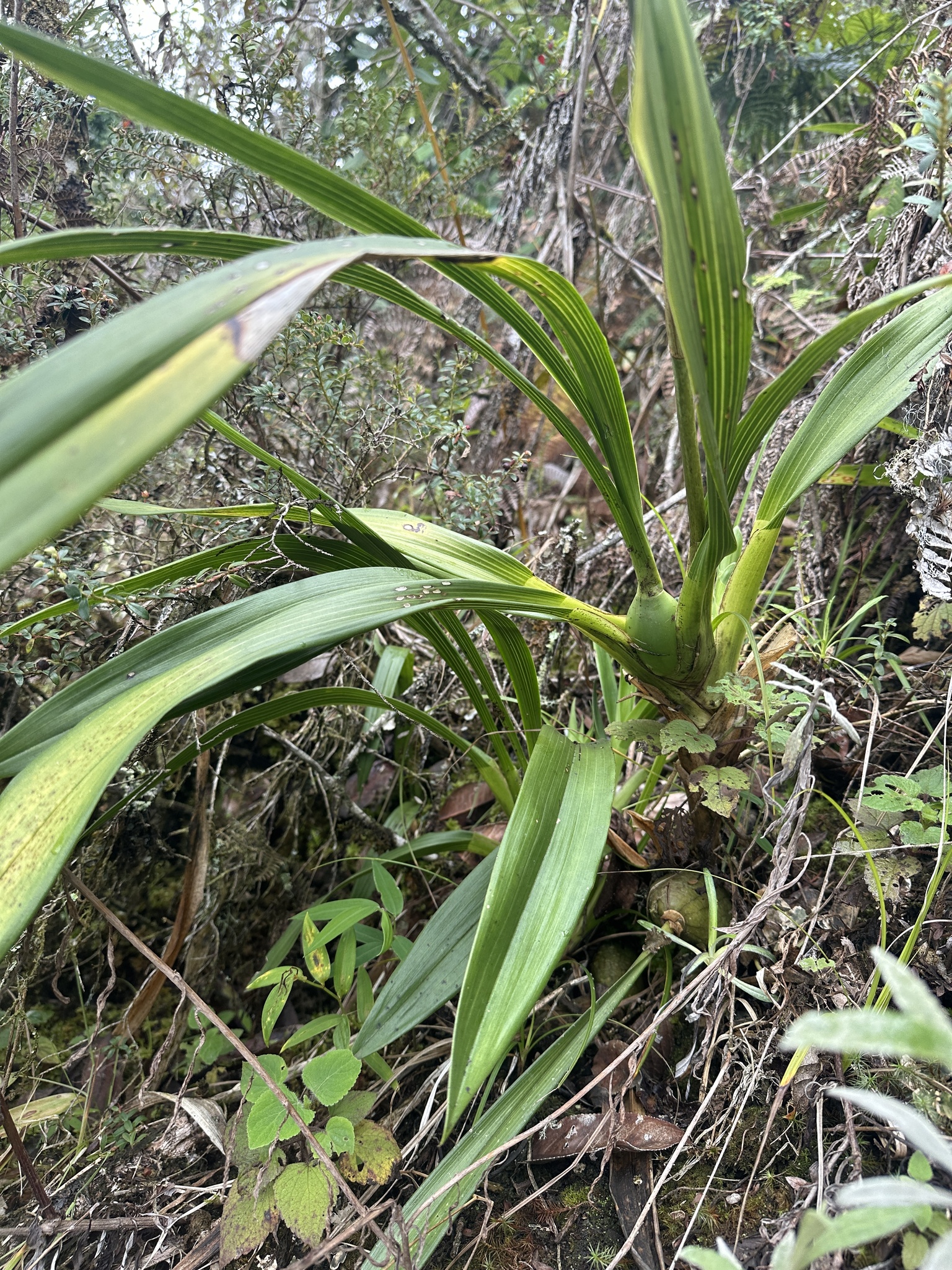 Cyrtochilum violaceum Dalström 4