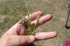 Galium tinctorium