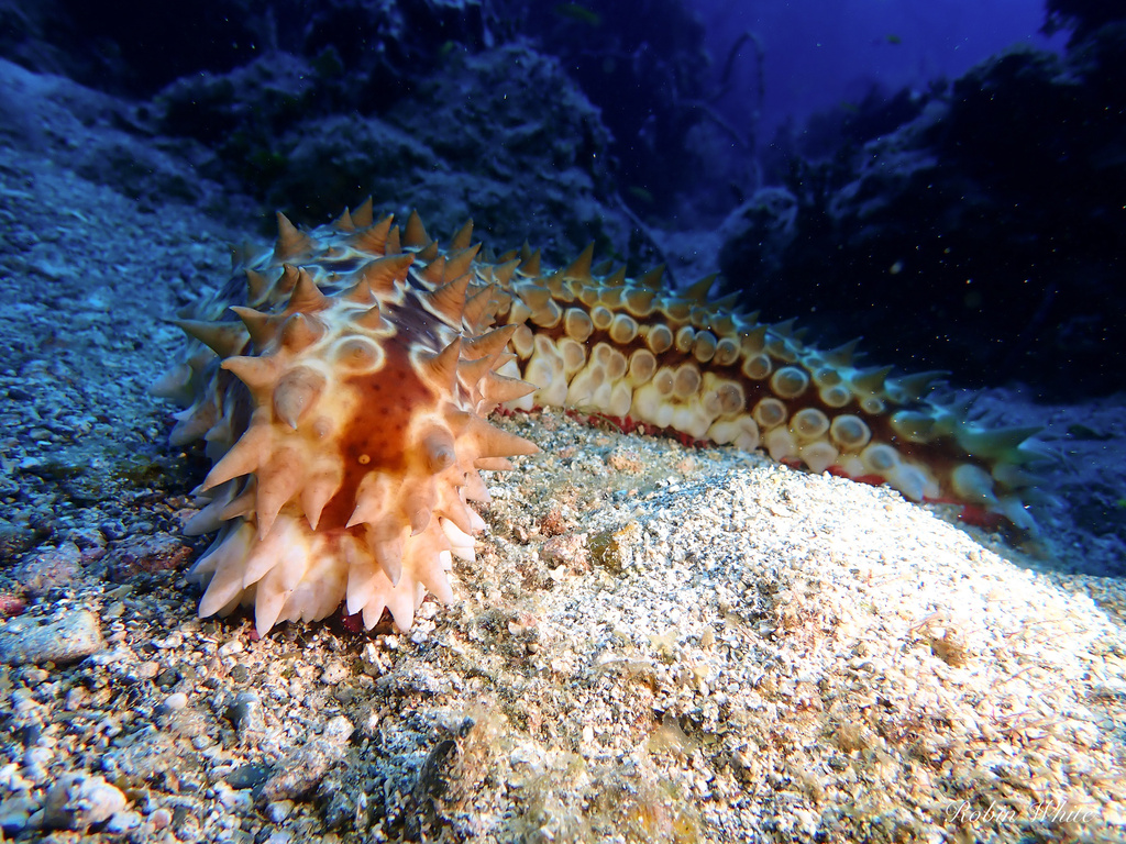Eostichopus arnesoni