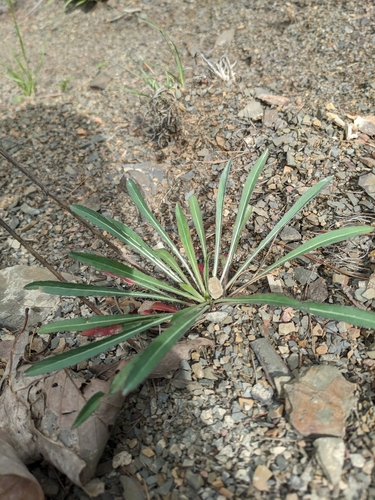 Image of Oenothera argillicola by (c) Alaina Krakowiak, some rights reserved (CC BY)