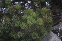 Pinus remota