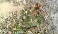 Coryphantha macromeris