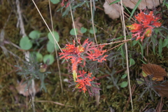 Castilleja salaisolaveae