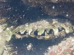 Pinctada mazatlanica