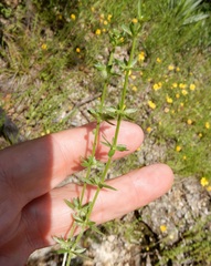 Galium virgatum