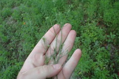Spermolepis inermis