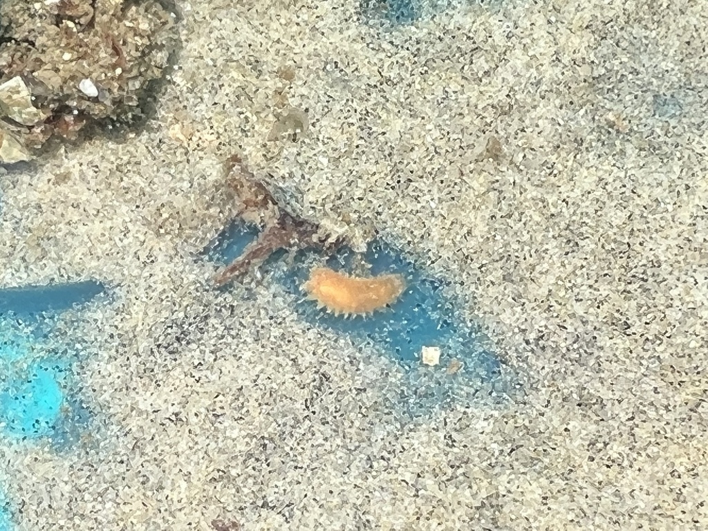 Segmented Worms from North Pacific Ocean, CA, US on May 9, 2024 at 01: ...