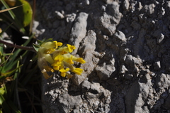 Anthyllis vulneraria alpestris
