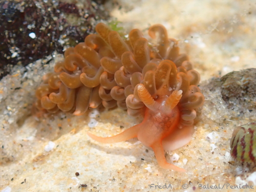 Spurilla neapolitana