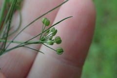 Spermolepis inermis