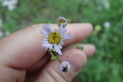 Erigeron tenuis