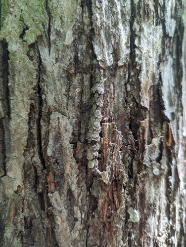 Mourning Underwing photo 4
