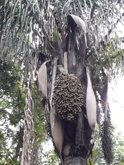 Arecaceae