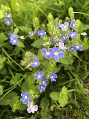 Veronica chamaedrys