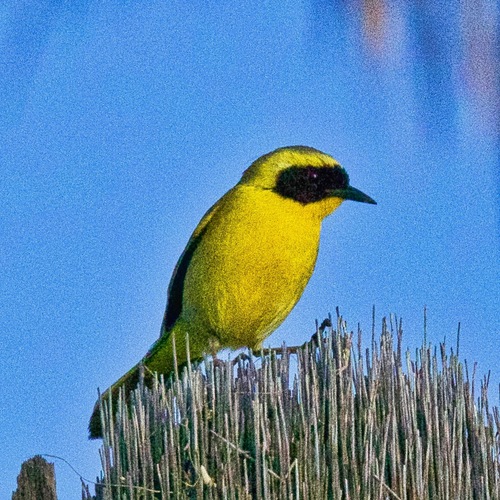 Belding's Yellowthroat (Geothlypis beldingi), photo 9