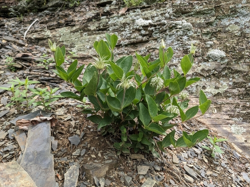 Image of Clematis albicoma by (c) Alaina Krakowiak, some rights reserved (CC BY)