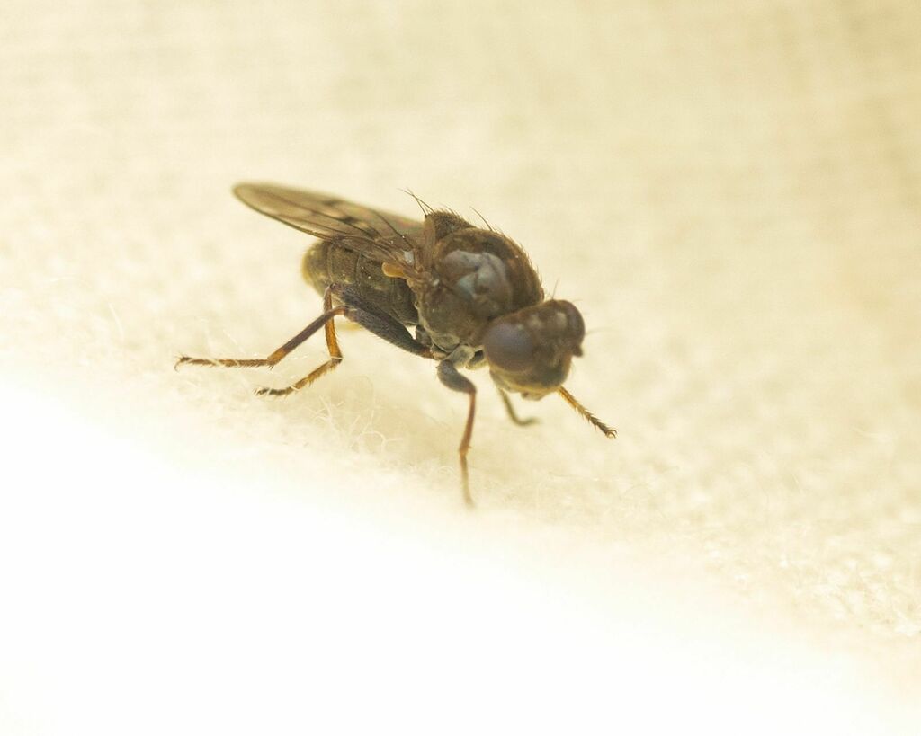 Parydra breviceps