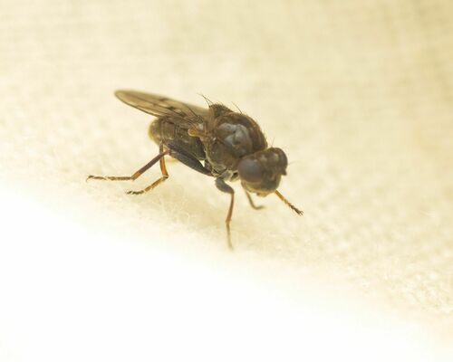 Parydra breviceps
