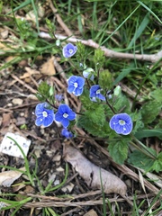 Veronica chamaedrys