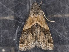 Tripudia balteata