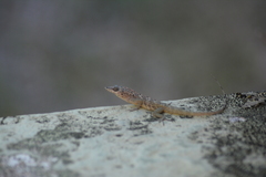 Anolis aeneus