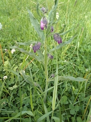 Symphytum officinale