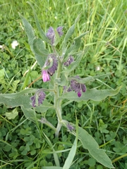 Symphytum officinale