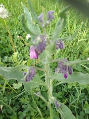 Symphytum officinale