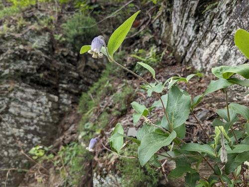 Image of Clematis albicoma by (c) Alaina Krakowiak, some rights reserved (CC BY)