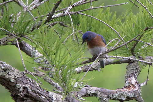 Eastern Bluebird photographed in Mississippi