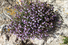 Chaenorhinum