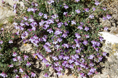 Chaenorhinum