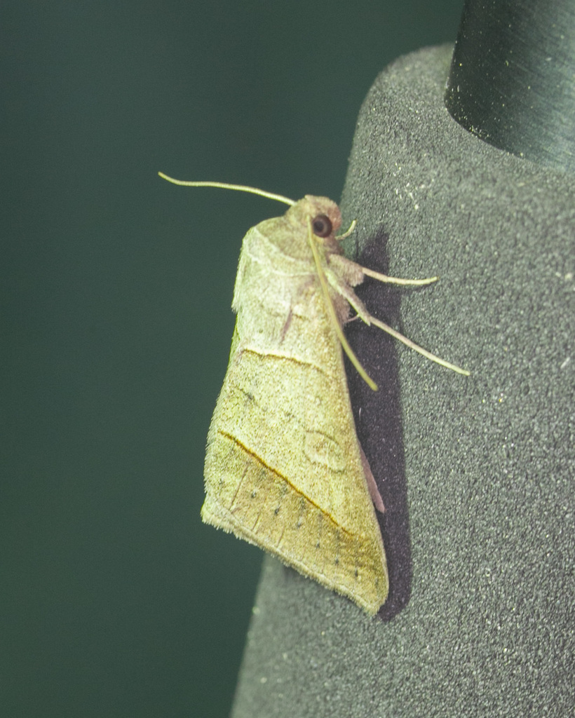 Texas Mocis Moth From Midlothian TX USA On April 26 2019 At 09 35 PM   Large 