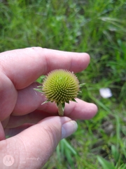 Echinacea angustifolia