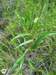 Echinacea angustifolia
