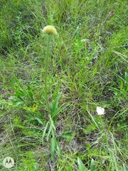 Echinacea angustifolia