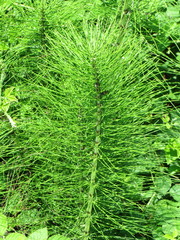 Equisetum telmateia telmateia