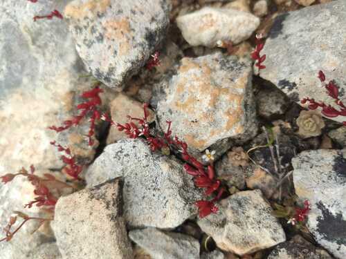 Sedum microcarpum