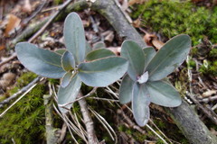 Hylotelephium telephium