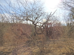 Pseudobombax palmeri