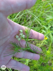 Bifora americana