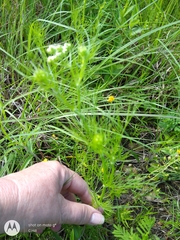 Bifora americana