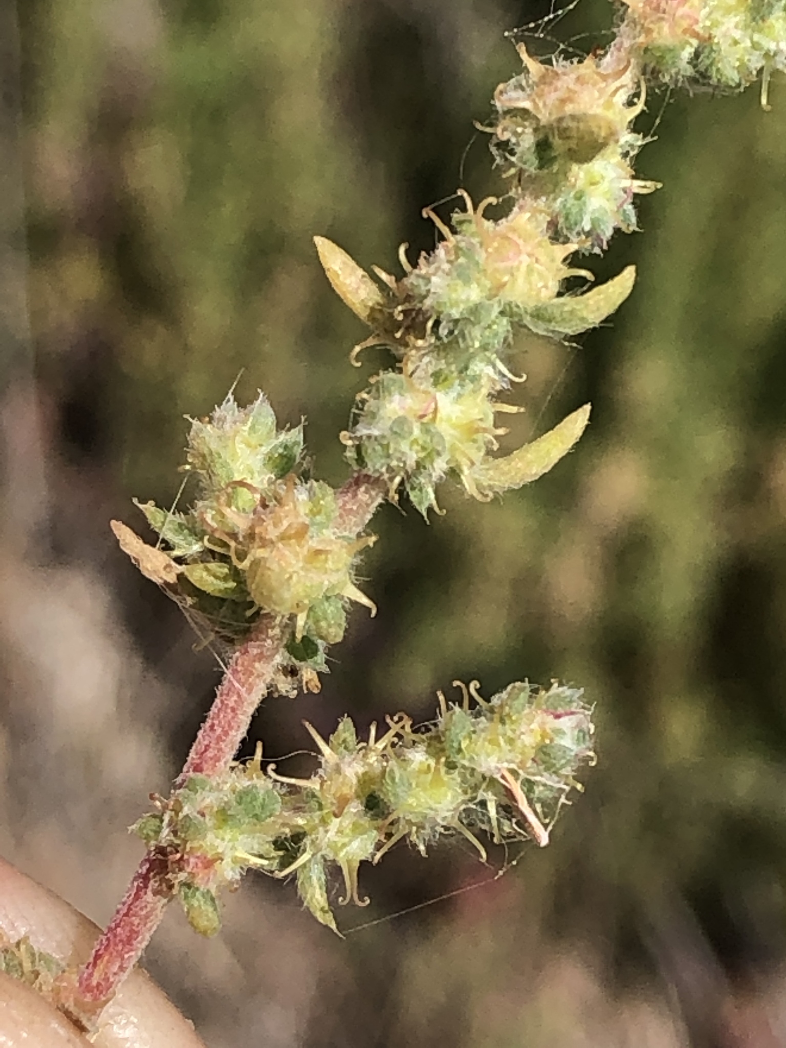 Bassia hyssopifolia