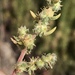 Bassia hyssopifolia - Photo 由 jrebman 所上傳的 (c) jrebman，保留部份權利CC BY-NC